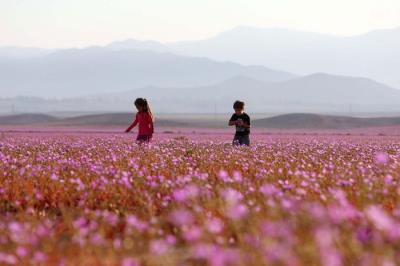 Kỳ diệu cánh đồng hoa tuyệt đẹp nở bất thường trên sa mạc khô cằn nhất Trái Đất