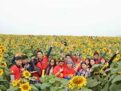 Thông tin mùa hoa Hướng Dương tại Nghệ An 2015.