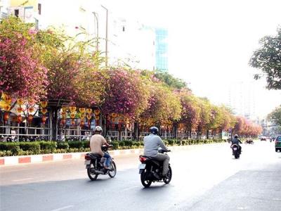 Những "con đường hoa" nên thơ giữa lòng Sài Gòn