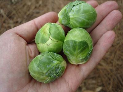 Guide the tiny cabbages grown from seed