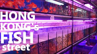 Chợ bán cá cảnh sầm uất nhất Hong Kong